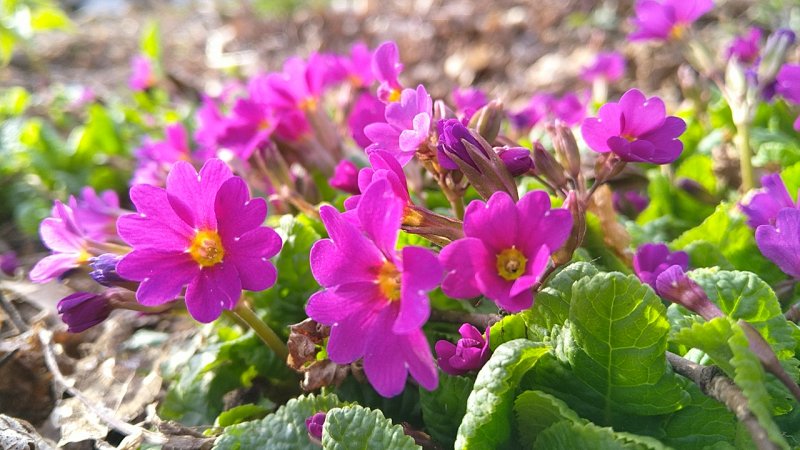 Primula ×pruhonicensis 'Wanda' Tšehhi priimula